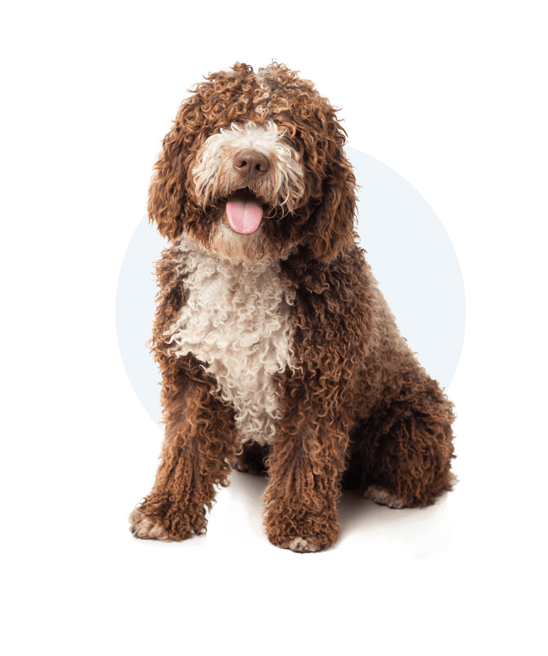 Happy healthy dog